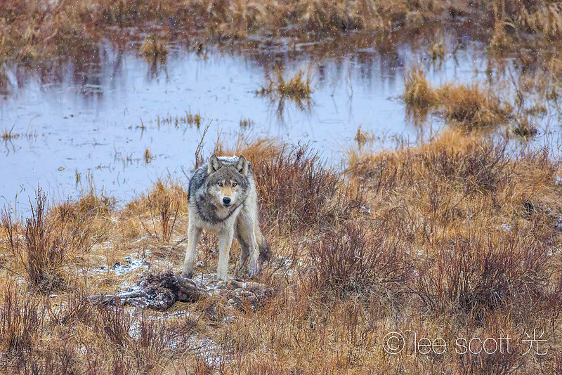 A Beautiful Grey Wolf