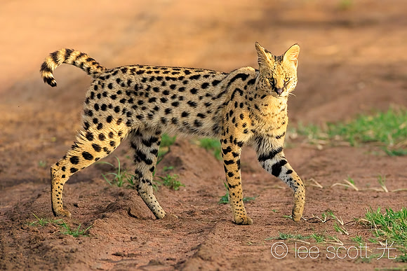 Curious Cat