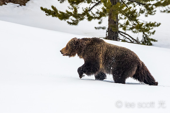 Grizzly Bear Glide