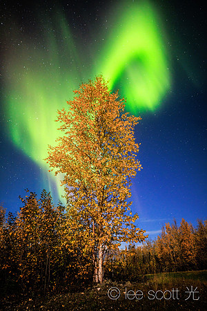 Magic Tree 2