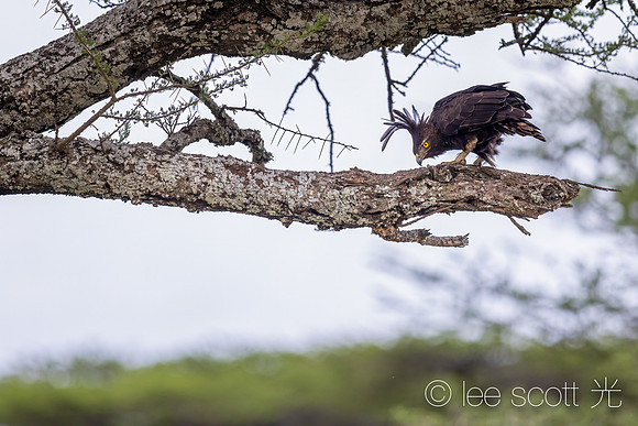 Long Crested Eagle