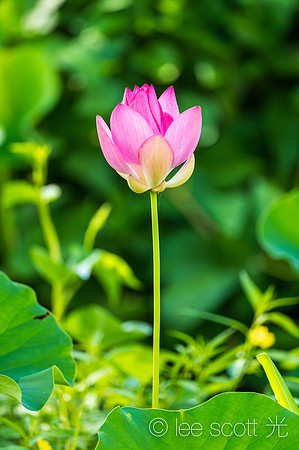 Pink Lotus Bloom
