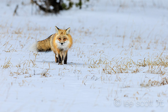 Red Fox