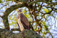 Martial Eagle