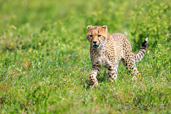Little Cheetah