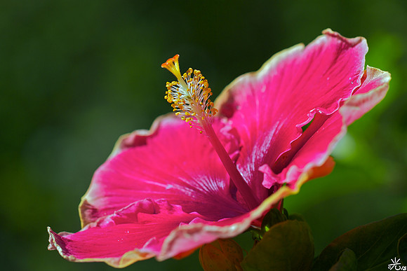 hibiscus nui