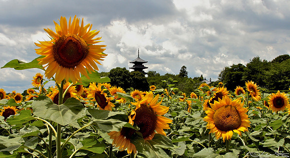 soja in the summer