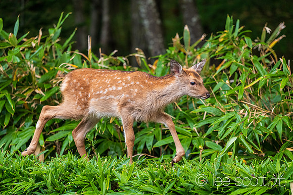 Bambi