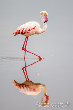 Flamingo Strut