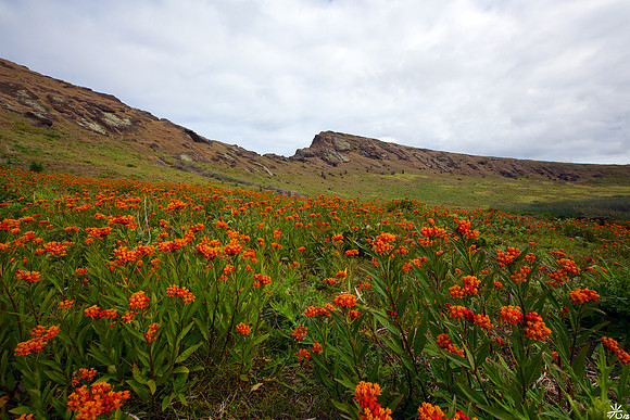 wildflowers on rano raraku
