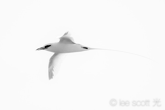 Graceful Flight