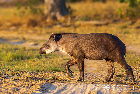 Brazilian Tapir (Noah's Mix)