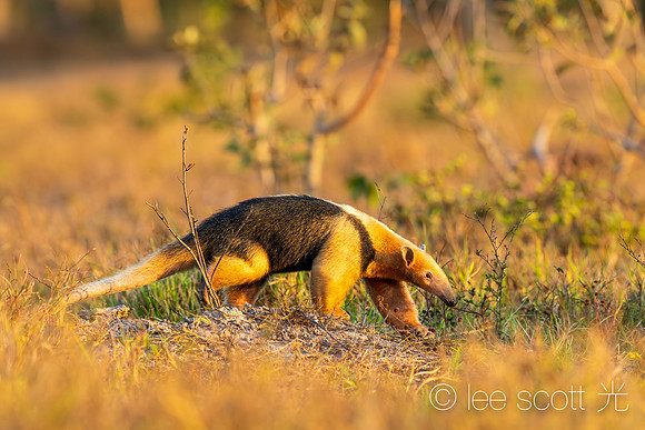 Lesser Anteater in Golden Light