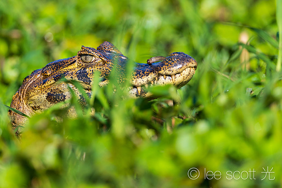 Cayman in the Green, Green Grass