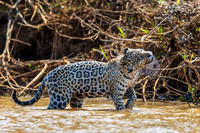 Jaguar Shake