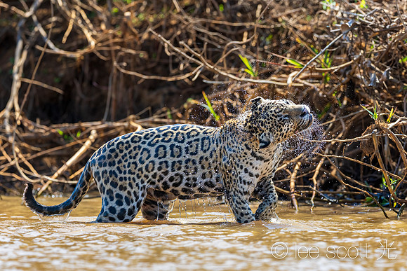 Jaguar Shake