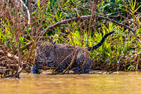 Head to Tail: I Love These Cats