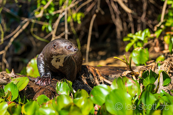 Little Giant River Otter