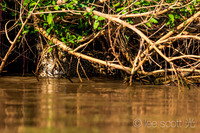 River Stare