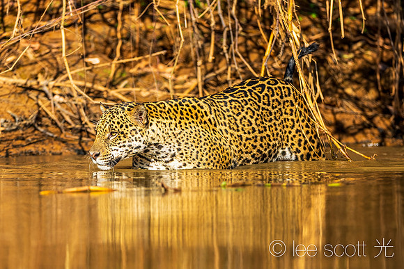 A Beautiful Jag