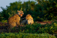Courtship 2