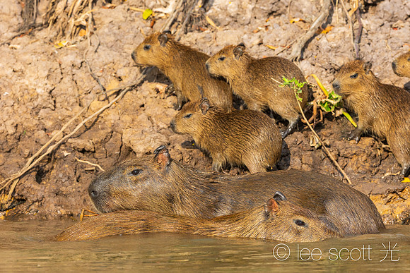 Family of Capybara
