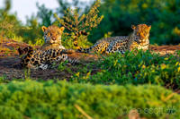 Courtship 1