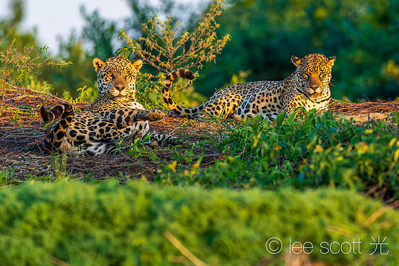 Courtship 1