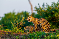For Future Generations 2 (The Mating Ritual)