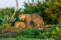 For Future Generations 4 (The Mating Ritual)