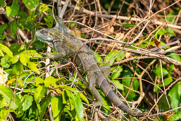 Iguana on the Banks of the Paraguay River
