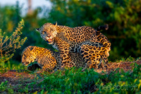 For Future Generations 3 (The Mating Ritual)