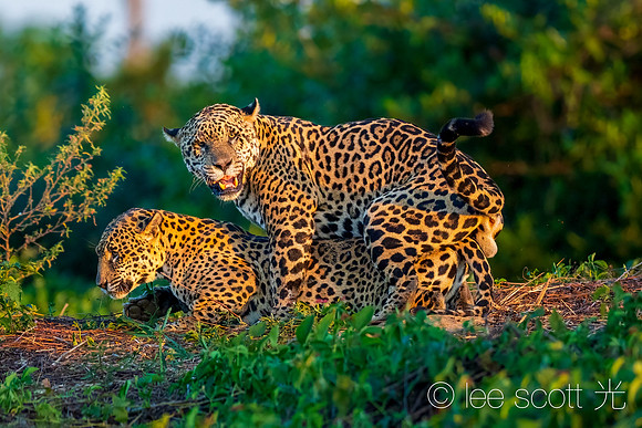 For Future Generations 3 (The Mating Ritual)