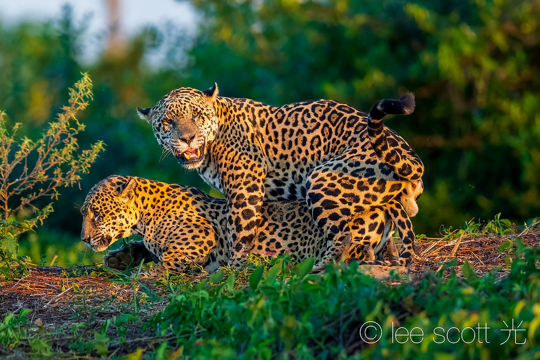 For Future Generations 3 (The Mating Ritual)