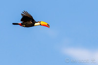Birdlife of The Pantanal, Brazil
