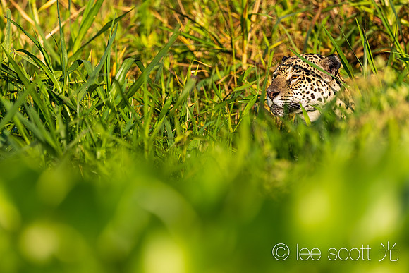 Spots In the Grass