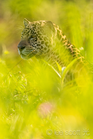 A Gentle Jag