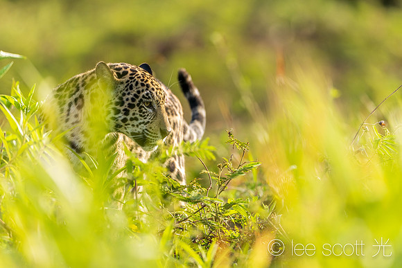 The the Looking Grass
