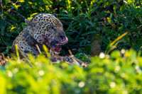 Licking His Lips