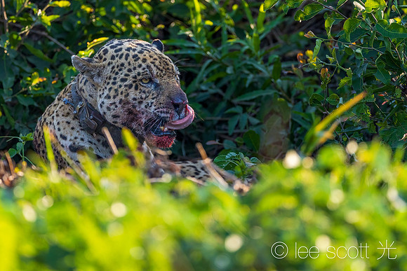 Licking His Lips