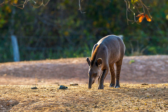 Unique! Marvelous! Tapir!