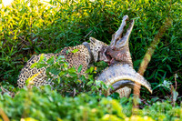 Wrestling a Cayman