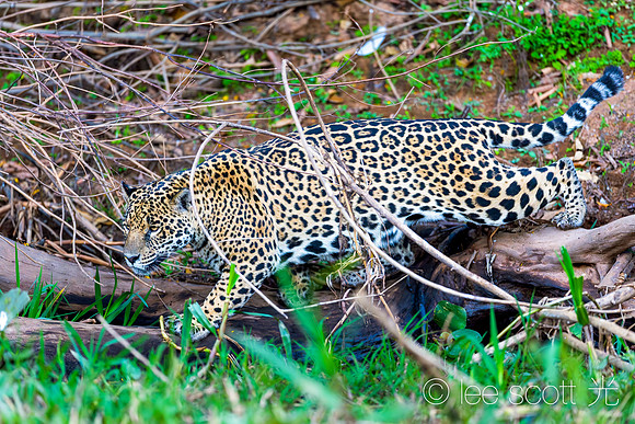 Jaguar