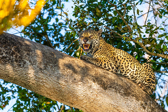Snarl (But Really a Yawn-- Jag Ain't Mad)