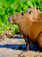 Jaguars and Other Wildlife of the Pantanal, Brazil