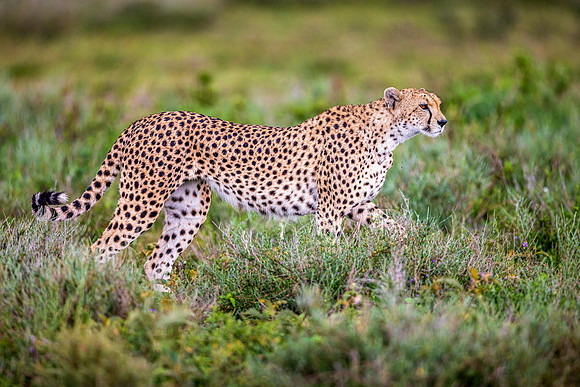 Feline Form