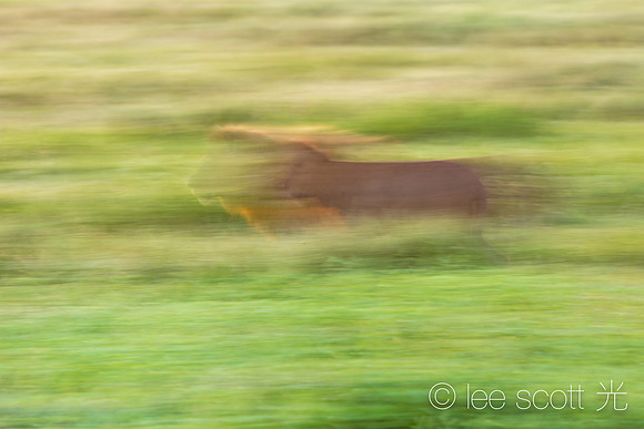 A Blur