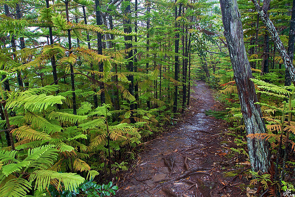 okolehao trail