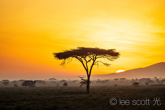 Sunrise, Serengeti