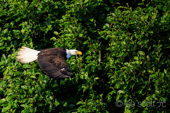 Eagle Flies